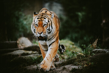 Portrait eines männlichen Sibirischen Tigers (Panthera tigris altaica) im moody forrest look