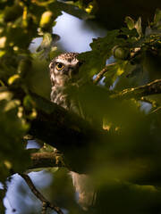 owl sitting on tree