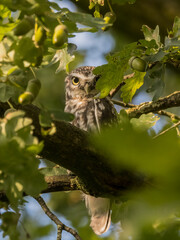 owl