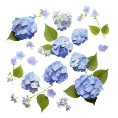 Flat Lay Of Blue Hydrangea Flowers And Green Leaves On Transparent Background