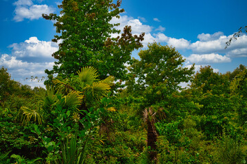 Lush Green Landscape Under Blue Sky at Eden Project in Cornwall, UK