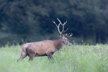 Stag Cervus elaphus in a European forest