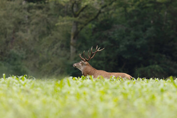 Stag Cervus elaphus in a European forest