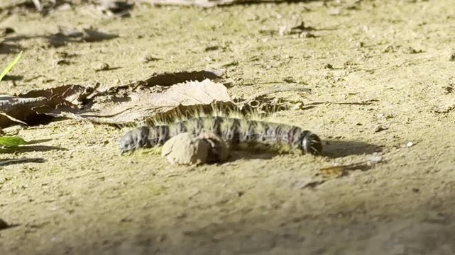 Caterpillar walk on the ground