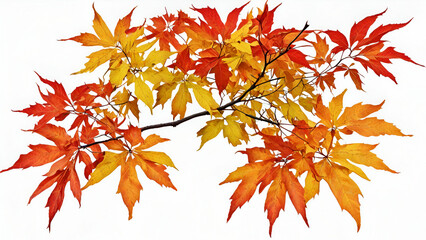 Branch Of Maple Tree With Red and Yellow Leaves, maple leaves isolated on white background,