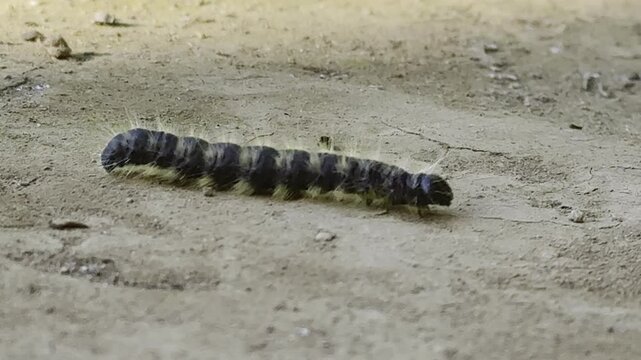 Caterpillar walk on the ground