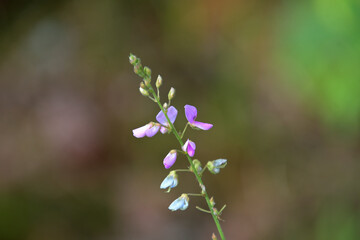 開花し始めたアレチヌスビトハギ