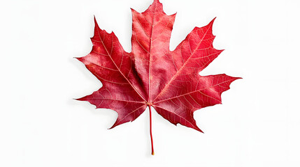 Red maple leaf isolated on transparent or white background, png