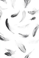 Fototapeta premium A collection of white and black feathers falling on a white background.