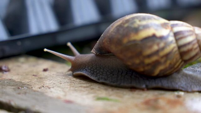 A garden snail crawls slowly on a rock close up.
