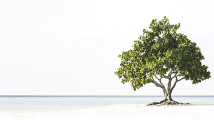 Obraz premium Lone tree standing on the sandy beach beside a calm ocean under a clear sky during midday