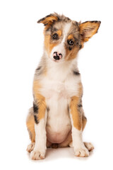 Cute border collie puppy sitting on white background