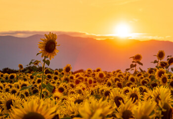 Stunning sunset over a field of sunflowers in Geneva