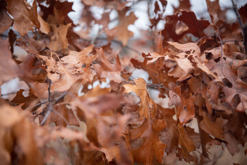 Maple leafs in New England