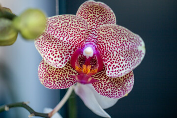 Beautiful Pink Orchid © InversedSlayer