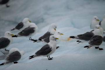 Kittewakes roosting on ice