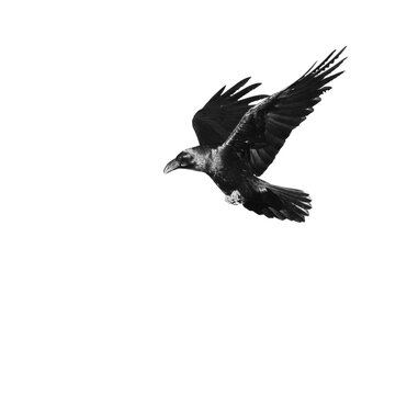 Soaring crow captured in high-contrast black and white