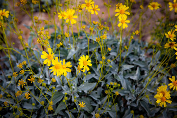 Tansy Ragwort Flower