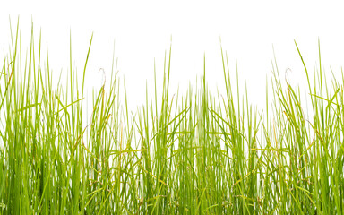 Herbes sur fond blanc 