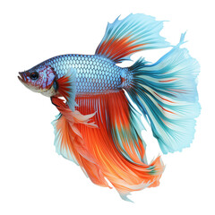 Fototapeta premium Colorful Betta Fish Swimming With Flowing Blue And Red Fins