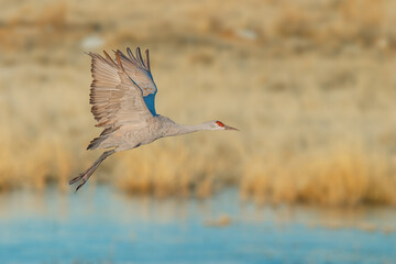Sandhill Crane