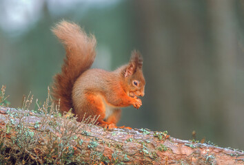 Red Squirrel