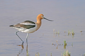 American Avocet