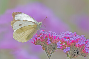 Large White Butterfly