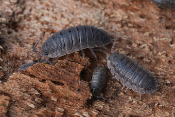 Close-up of a group of rough woodlice, Porcellio scaber on bark