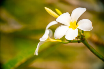 Obraz premium Plumeria flower on a tree. White tropical frangipani flower. Tropical landscape of beautiful plants and flowers.