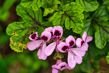 Close-up of Pink and Purple Flowers with Green Leaves