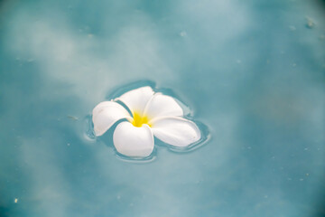 A Plumeria flower floats on the water in a pond. White tropical frangipani flower. Tropical landscape of beautiful plants and flowers. The concept of calm and tranquility.