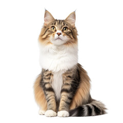 Cute Tabby Cat Sitting with White Paws Looking Up