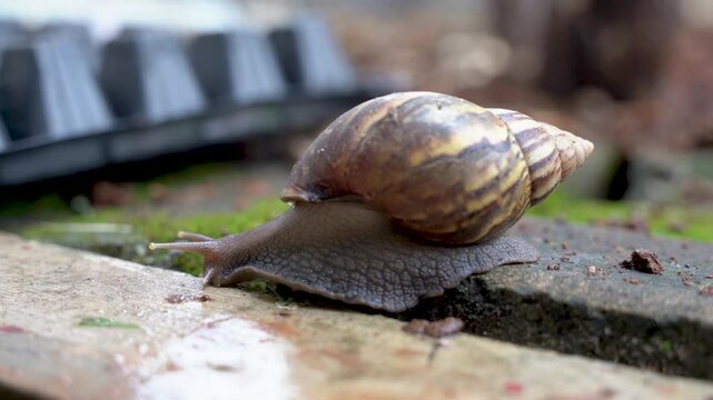 A garden snail crawls slowly on a rock close up.