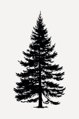 Silhouette of evergreen pine tree