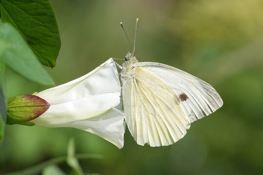 Closeup on the European Large white butterfly, Pieris brassicae in the garden