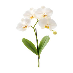 Obraz premium White Orchid Flower Isolated