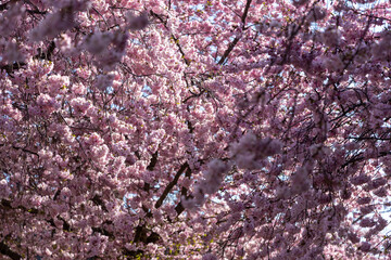 Cherry blossom in spring in Germany