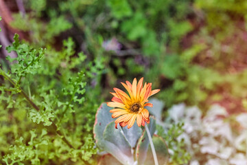 Vibrant Orange and Yellow Flower in Greenery