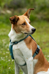 Mixed breed dog in summer landscape