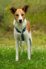Mixed breed dog in summer landscape