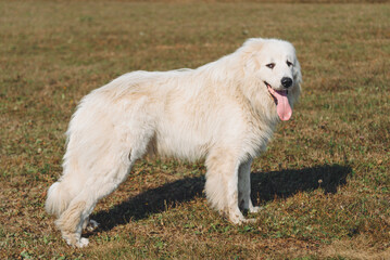 huge white Pyrenean Mountain Dog standing in field outdoors in sunny day, dogwalking concept