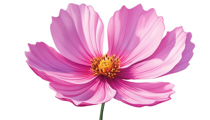 Obraz premium Pink cosmos flower, isolated on a white background with a clipping path. _1(793)