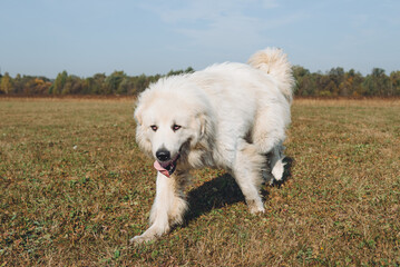 huge white Pyrenean Mountain Dog dashing in field outdoors in sunny day, dogwalking concept