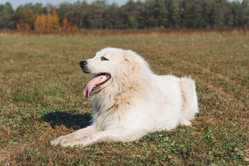 huge white Pyrenean Mountain Dog lying in field outdoors in sunny day, dogwalking concept