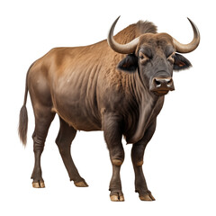 Majestic Buffalo Standing Strong with Large Curved Horns in a Natural Posture On Transparent Background