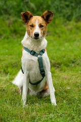 Mixed breed dog in summer landscape