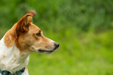 Mixed breed dog in summer landscape looks to the side