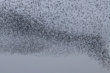 starling flock