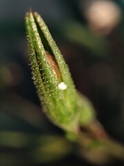 caterpillar on leaf